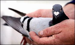 Domestic pigeons: alternative communication means in cuban elections